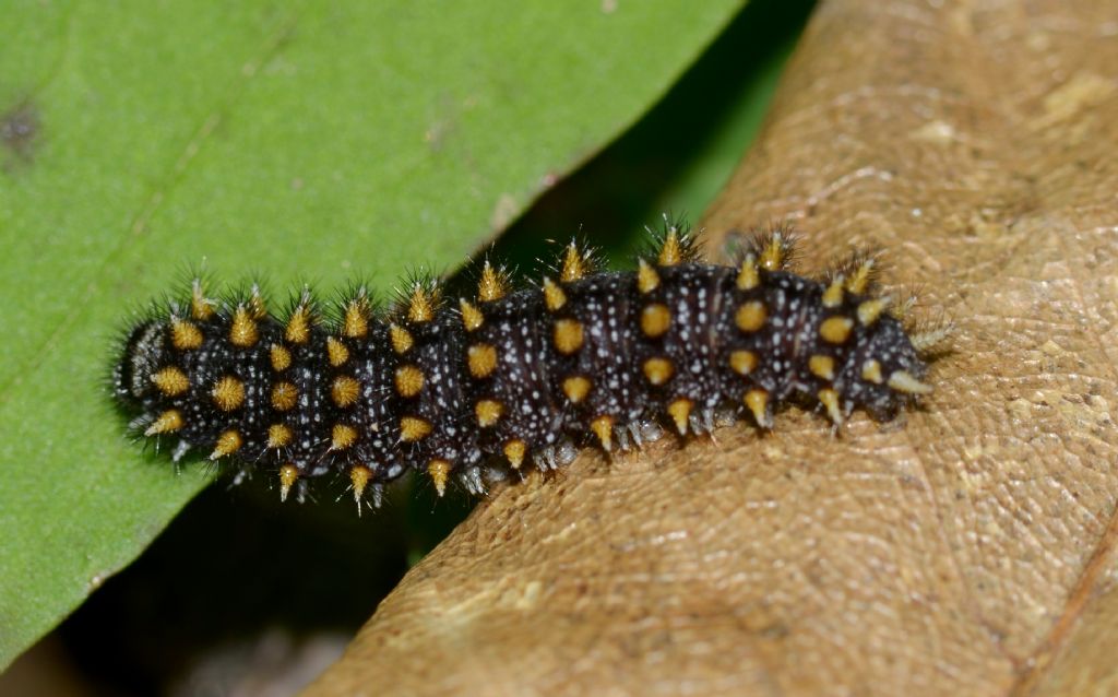 Bruco da identificare - Melitaea cfr. nevadensis, Nymphalidae